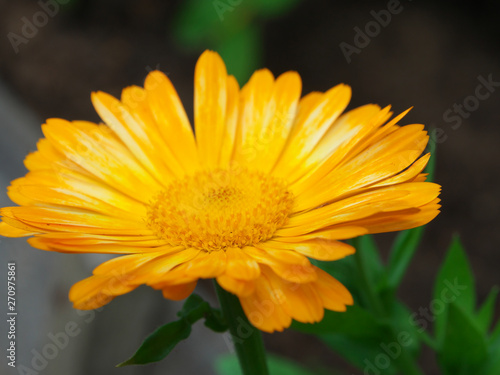 Daisy Marigold yellow, flower petals at the base of dark-yellow at the edges light-yellow. Closeup photo chamomile in garden bed