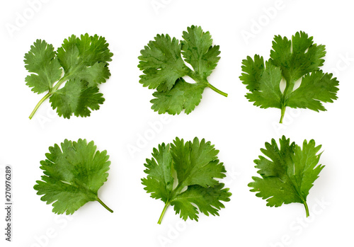 Set of cilantro leaves on a white, isolated. The form of the top. photo
