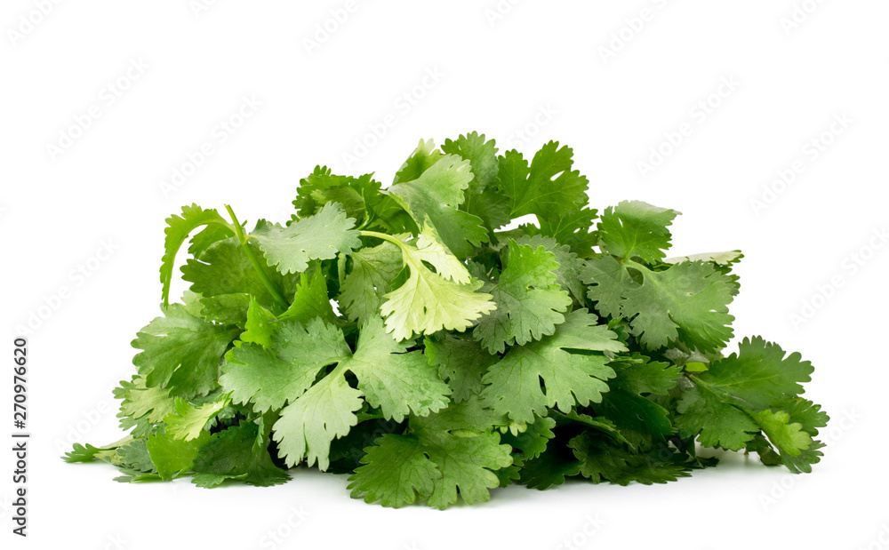Pile of fresh cilantro leaves close up on a white. Isolated Pile of fresh cilantro leaves close up on a white. Isolated