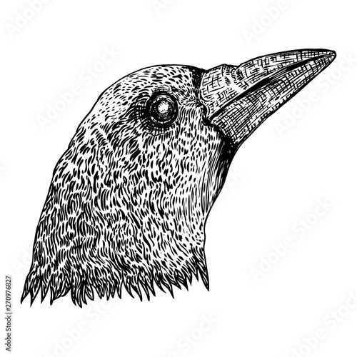 Crow isolated on white. Hand drawn art sketch. Black Raven head. Bird on white background. Witchcraft magic, occult attribute decorative element. Vector.