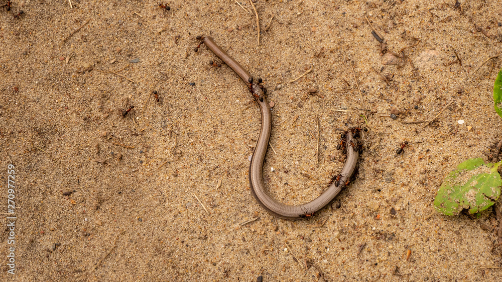 Fototapeta premium Ants together killing grass snake.
