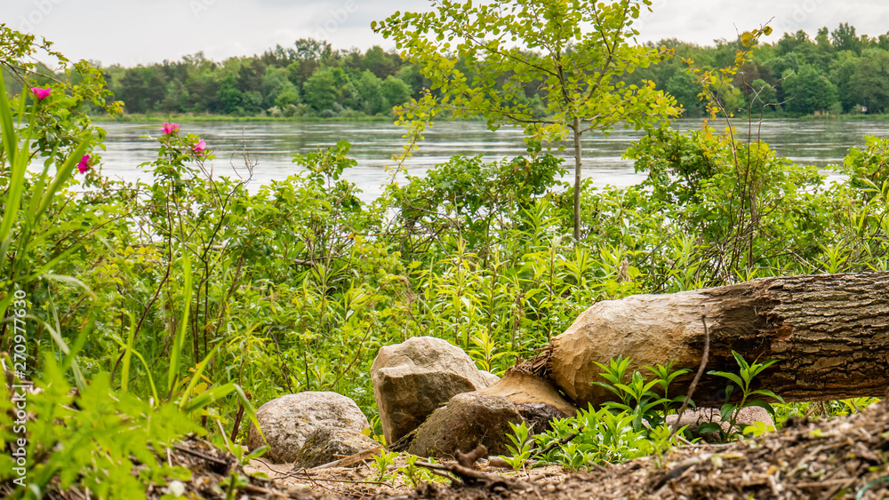 Fototapeta premium Tree cut down by a beaver near a Vistula river. 