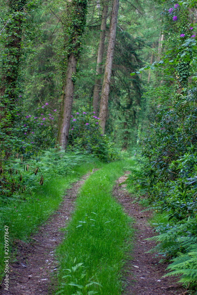 forest pathway forest pathway