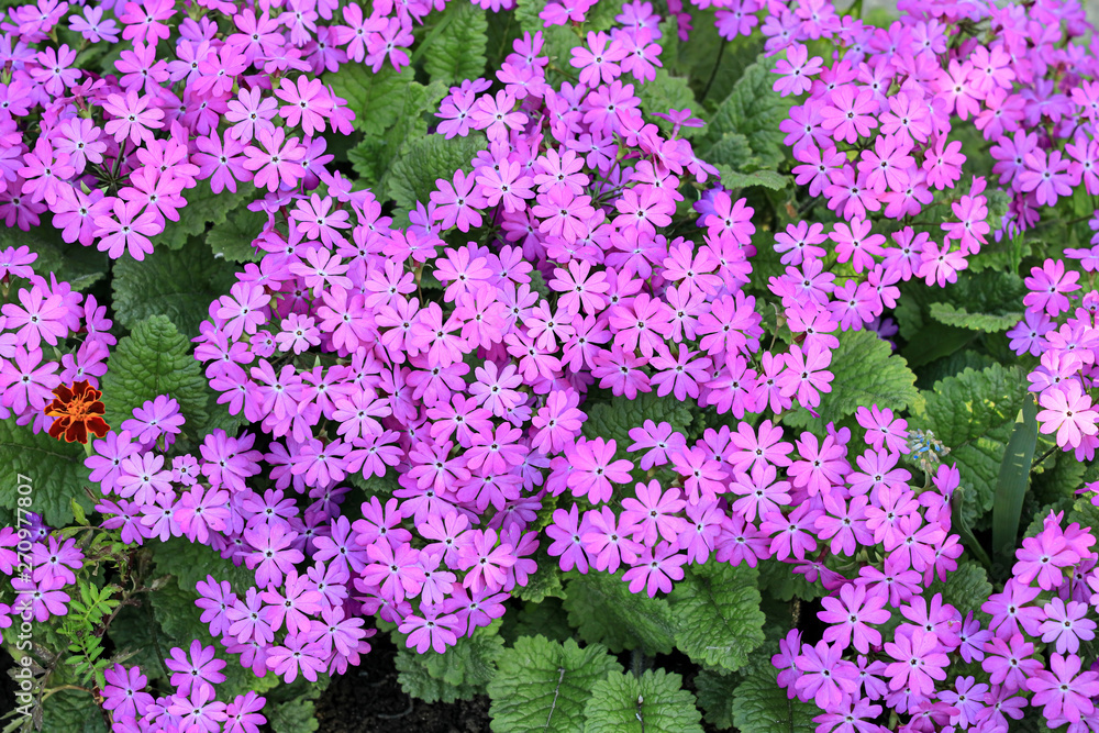 Obraz premium Purple primrose flowers on the flower bed