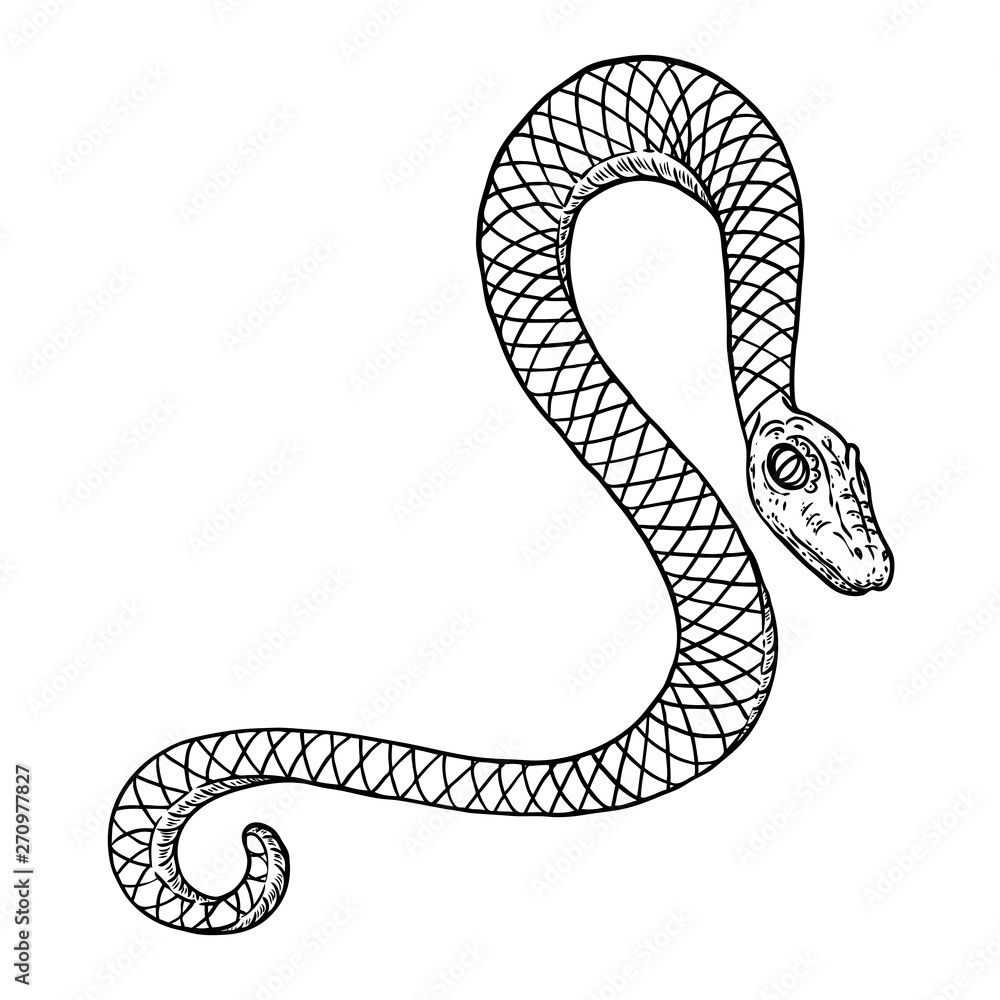 Snake drawing illustration. Black serpent isolated on a white background tattoo design. Venomous reptile, drawn witchcraft, voodoo magic attribute for Halloween. Vector. Snake drawing illustration. Black serpent isolated on a white background tattoo design. Venomous reptile, drawn witchcraft, voodoo magic attribute for Halloween. Vector.