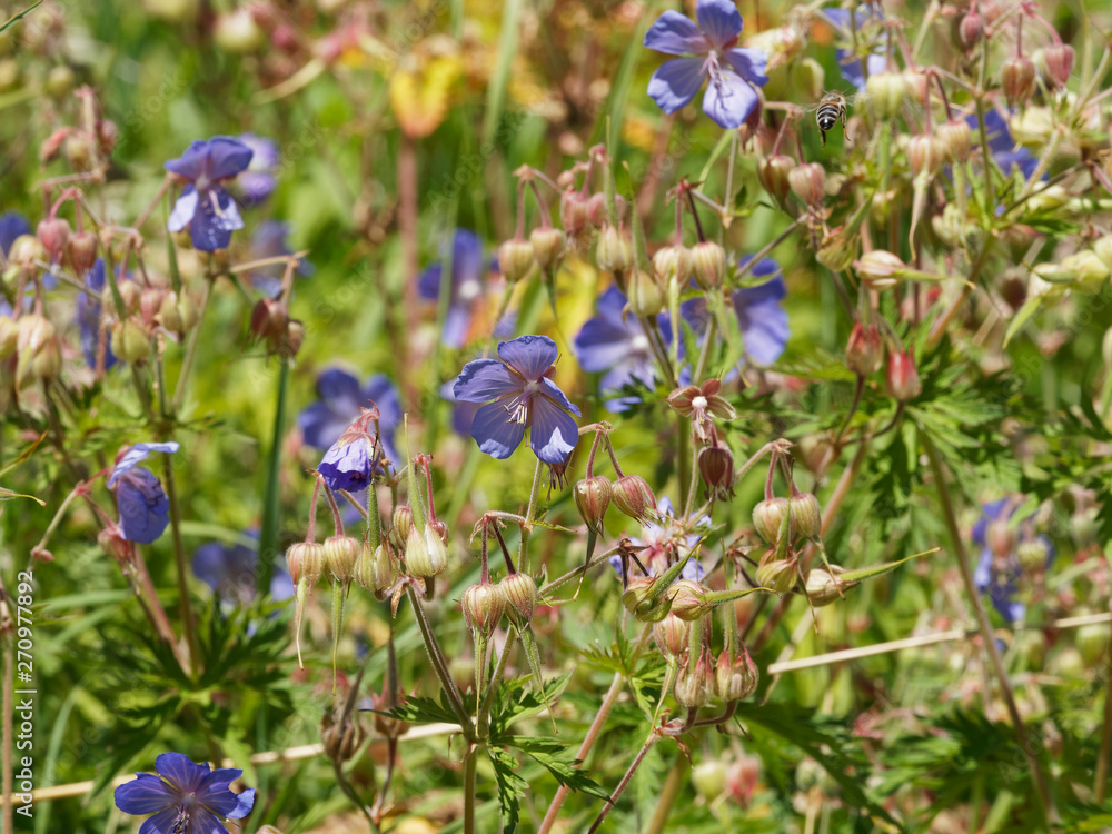 Floraison bleu ou mauve de Géranium des prés (Geranium pratense) Floraison bleu ou mauve de Géranium des prés (Geranium pratense)