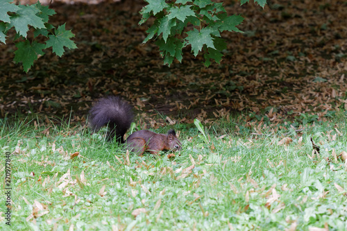 Brown squirrel in the park photo