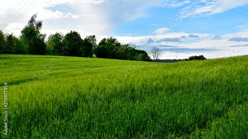 green field and blue sky © Jimmy