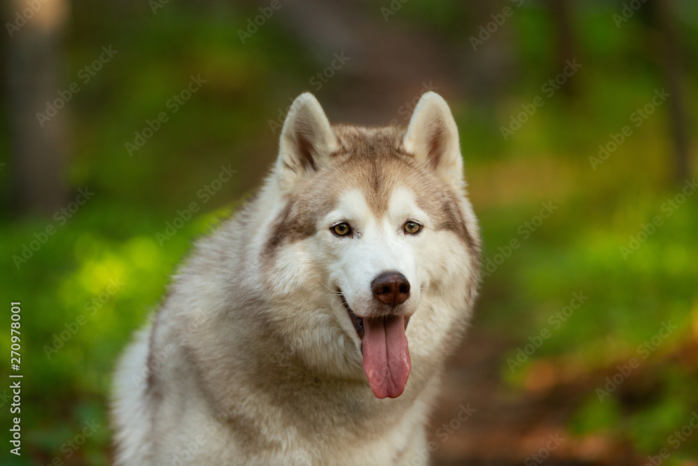 Beautiful and cute Siberian Husky dog sitting in the forest at golden sunset in spring Beautiful and cute Siberian Husky dog sitting in the forest at golden sunset in spring