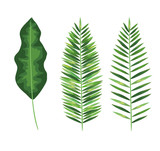 set of nature leaves plants style