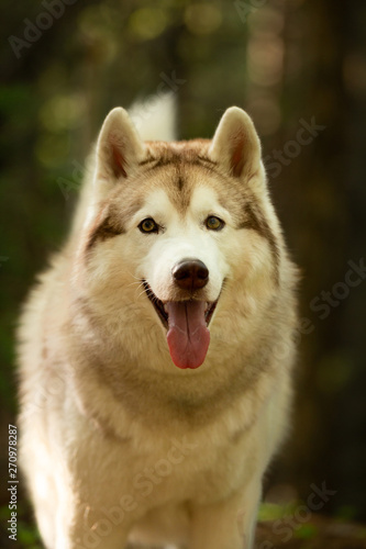 Lovely and cute Siberian Husky dog standing in the forest at golden sunset in spring