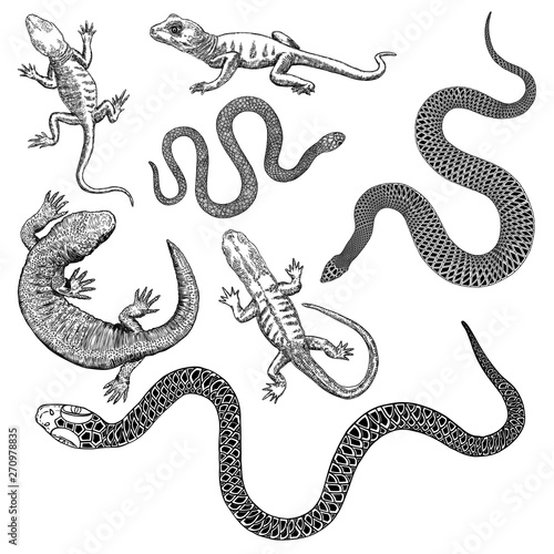 Large alchemy symbol elements set. Reptile poison snakes and frogs or toad. Spiritual occultism and chemistry, magic tattoo sketch. Hand drawing Vector.
