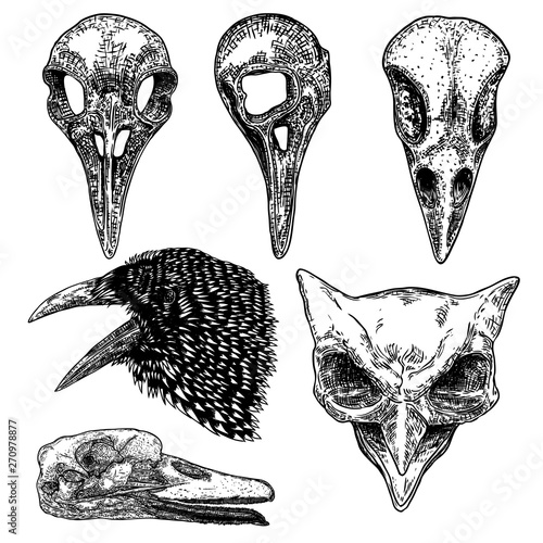 Set of bird raven skull. Hand drawn crow skull, owl, and duck line art sketch of animal head. Drawing by hand Boho style. Witchcraft, voodoo magic attribute for Halloween. Vector.