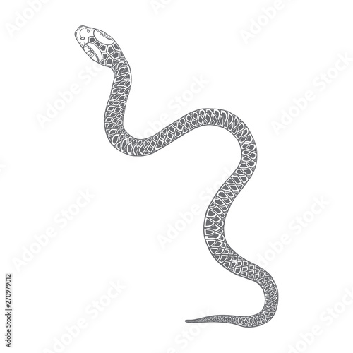 Snake drawing illustration. Black serpent isolated on a white background tattoo design. Venomous reptile, drawn witchcraft, voodoo magic attribute for Halloween.  Vector.