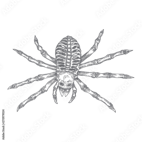 Black spider close up, big scary spider isolated, poisonous insect , arachnophobia background, drawing tattoo design. Drawn witchcraft, voodoo magic attribute. Illustration for Halloween. Vector.