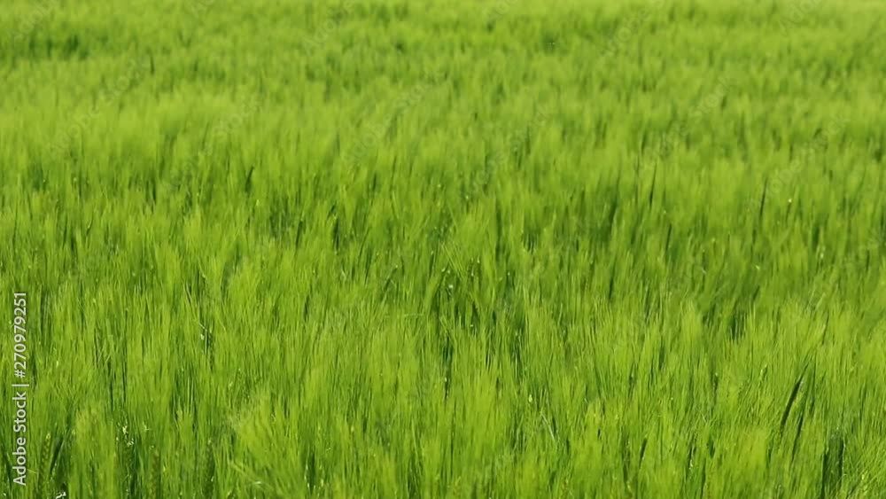 wheat in the cornfield weighs in the summer breeze wheat in the cornfield weighs in the summer breeze