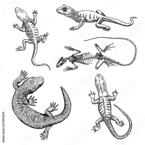 Lizard or gecko lizard set. Iguana skeleton isolated, exotic reptiles. Vector