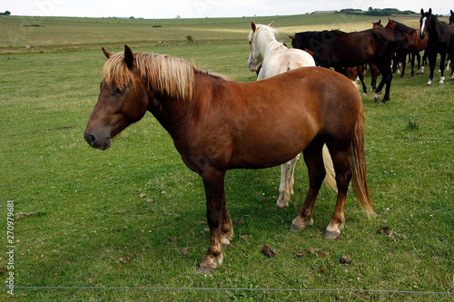 Horses on the pasture