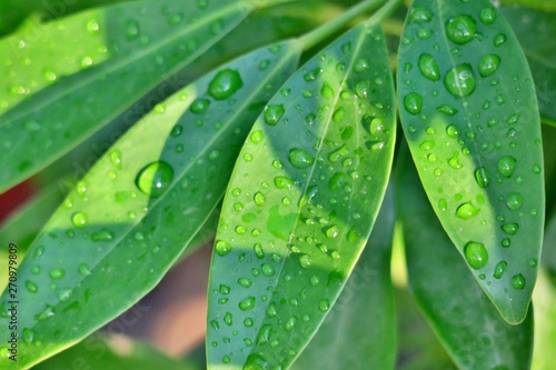 beautiful bright green leaves with raindrops