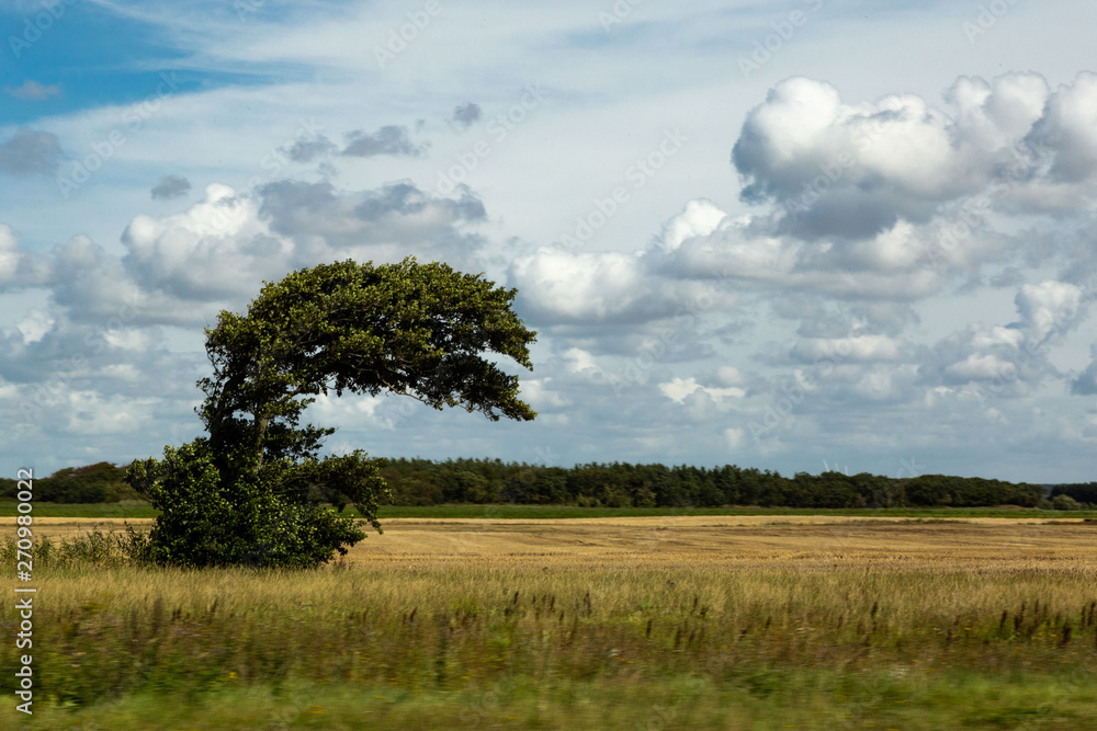 Fototapeta premium Winschiefer Baum