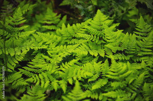 Green fern in the forest. Small texture green ferns for background