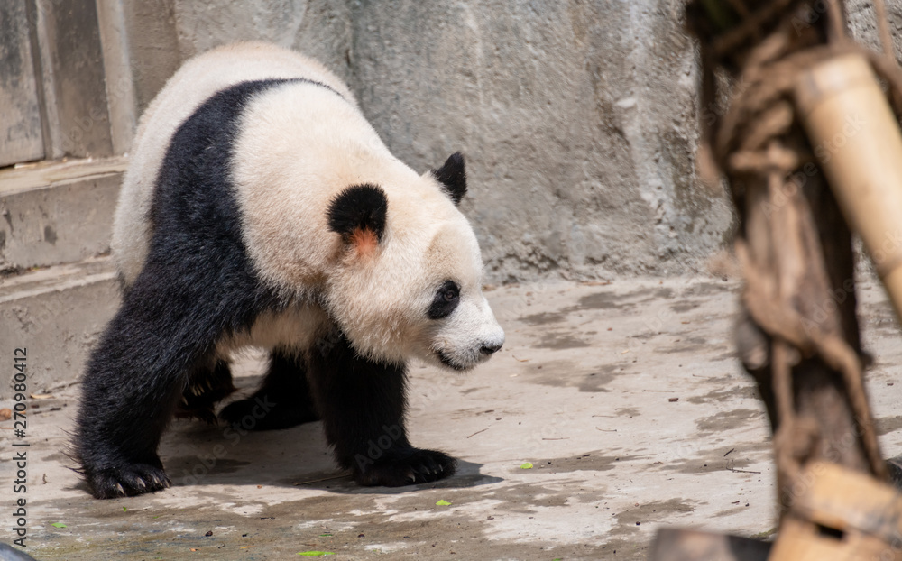 The daily life of a giant panda at Chengdu Panda Base.