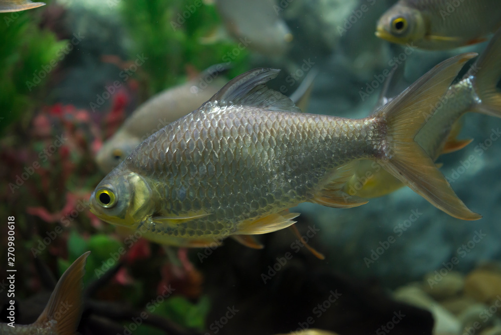 schwanenfeldi fish in aquarium. Wildlife animal. schwanenfeldi fish in aquarium. Wildlife animal.