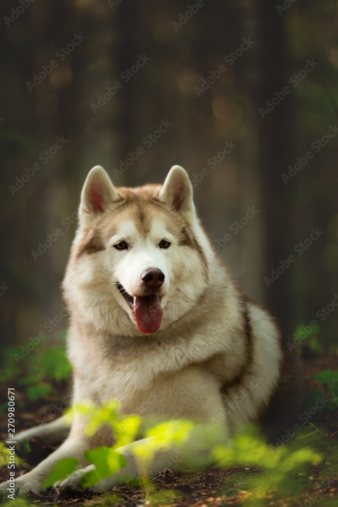 Beautiful and happy Siberian Husky dog lying in the forest at golden sunset in spring