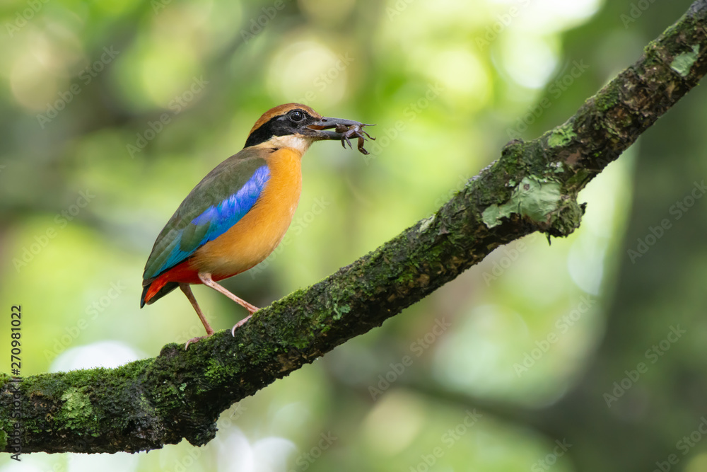 Pitta in the wild with natural blurred background,low angle view..Mangrove pitta bird perching on Rhizophora tree with crab in beak for feeding their new born babies in breeding season . Pitta in the wild with natural blurred background,low angle view..Mangrove pitta bird perching on Rhizophora tree with crab in beak for feeding their new born babies in breeding season .