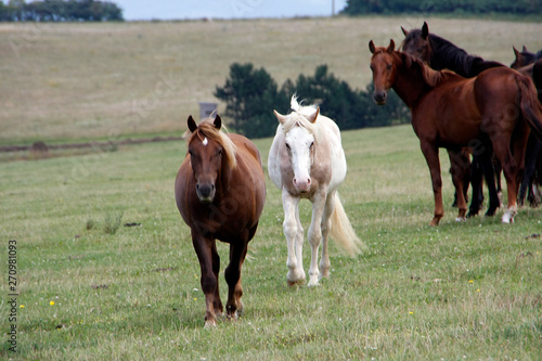 Horses on the pasture photo