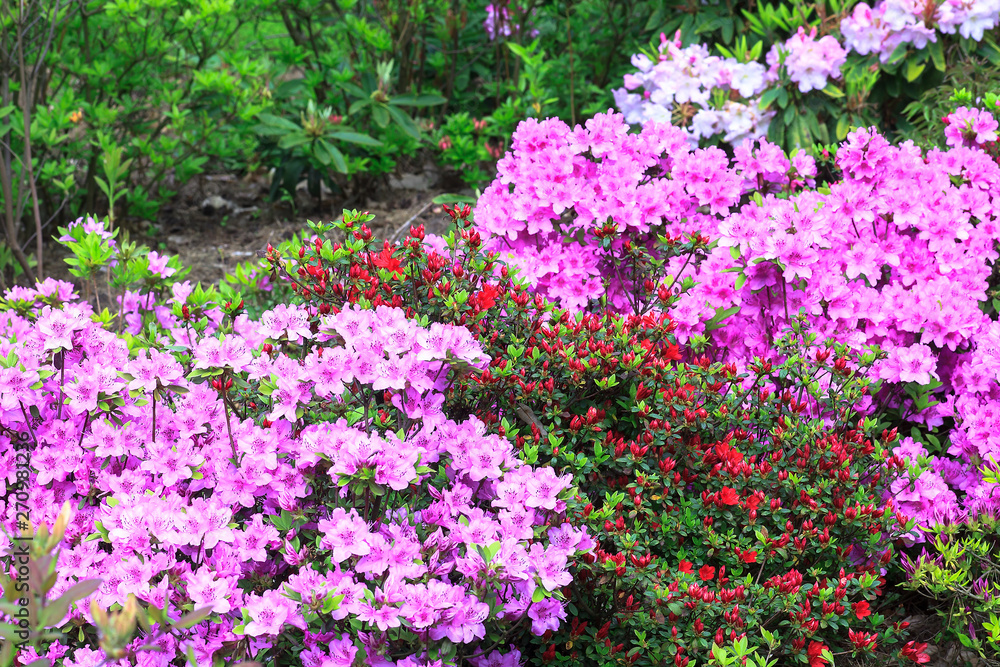 Bush with pink flowers Rhododendron growth in spring garden Bush with pink flowers Rhododendron growth in spring garden