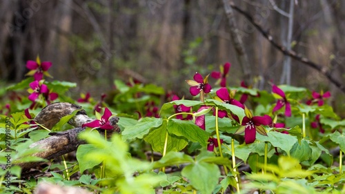 Fleurs dans un sous bois