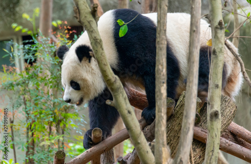 Fototapeta Naklejka Na Ścianę i Meble -  The daily life of a giant panda at Chengdu Panda Base.
