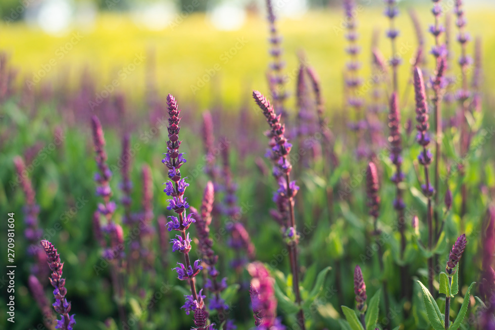 Obraz premium Blue Salvia flowers blooming in the field with blur background