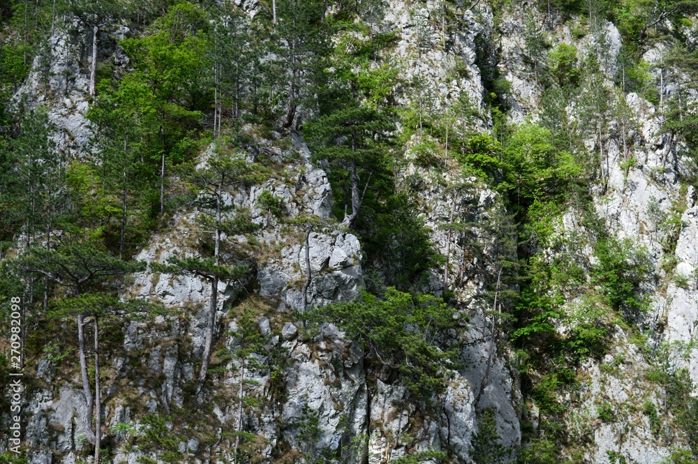 Fototapeta premium large rocks and trees on them