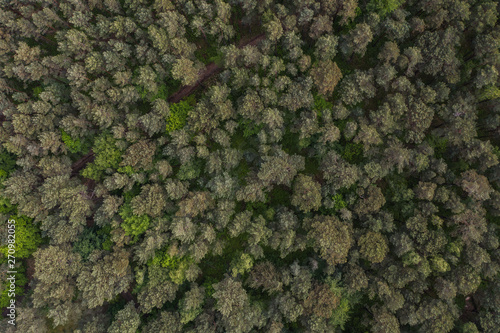 top down aerial shot of the forest. © marcinjozwiak