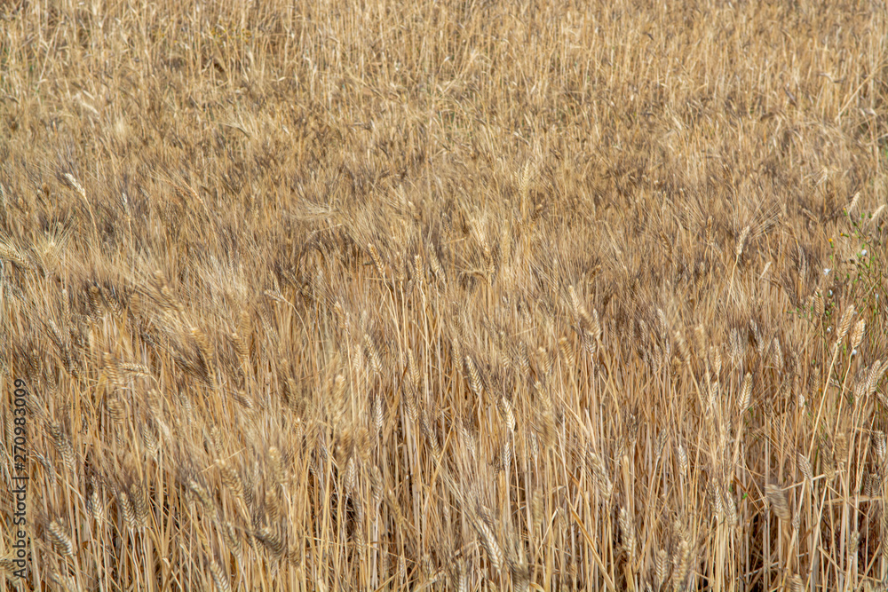 Fields with ripe dried pasta durum wheat in Sicily, Italy, ready for harvest Fields with ripe dried pasta durum wheat in Sicily, Italy, ready for harvest