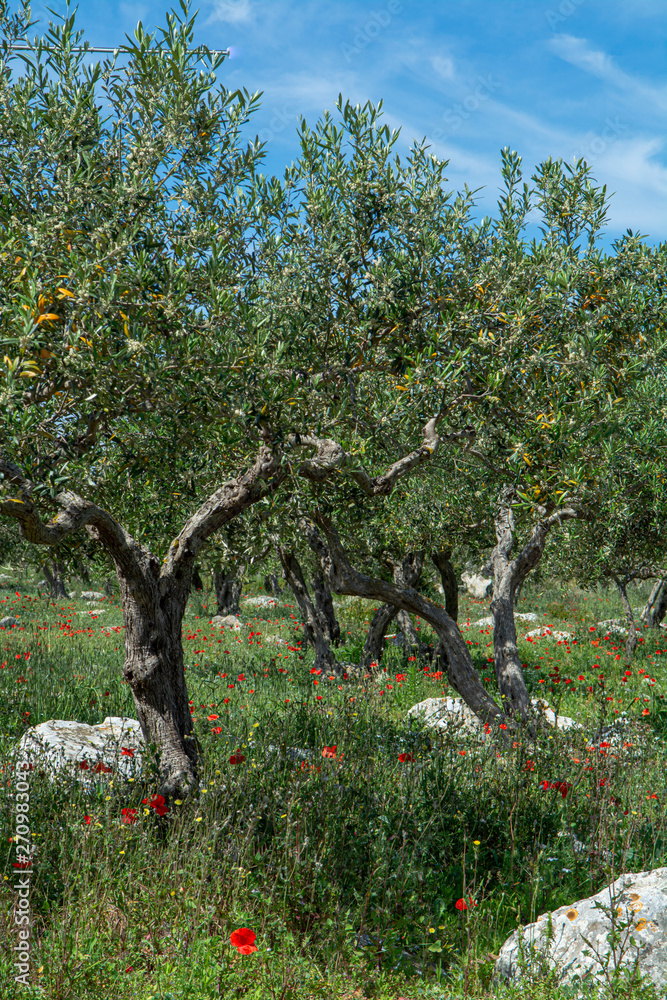 Olive trees growing on plantanions in Italy