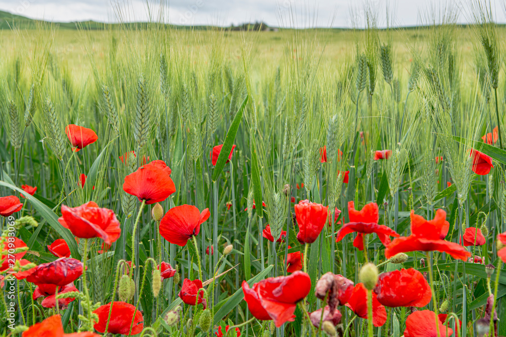 Fototapeta premium Fields with unripe green pasta durum wheat and red poppies on Sicily, Italy