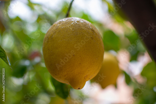 Ripe lemons citrus fruits hanging on lemon tree