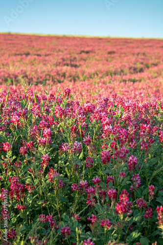 Flora of Sicily, colorful flossom of wild flowers, peas and French honeysuckle, pink sulla flowers on meadow in mountains, production of natural bio honey.