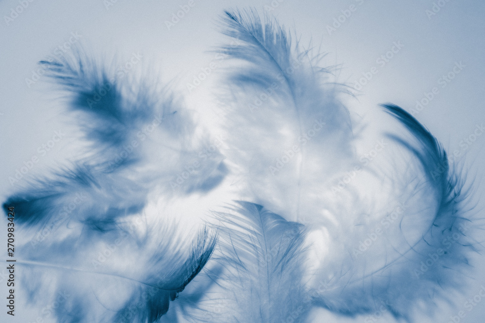 Beautiful abstract color white and blue feathers isolated on white background pattern and wallpaper Beautiful abstract color white and blue feathers isolated on white background pattern and wallpaper