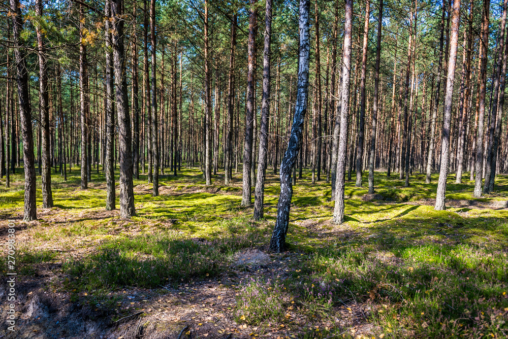 Trees in Tuchola Pinewoods in Kujawy-Pomerania Province of Poland Trees in Tuchola Pinewoods in Kujawy-Pomerania Province of Poland