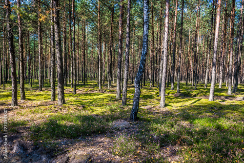 Trees in Tuchola Pinewoods in Kujawy-Pomerania Province of Poland