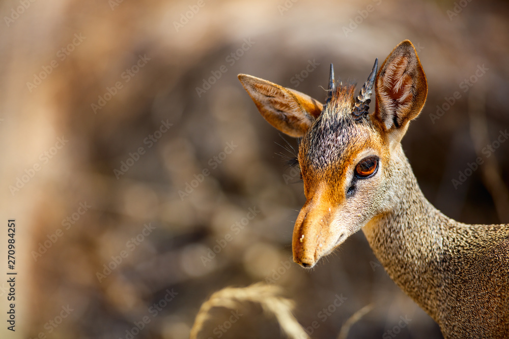 Dik dik antelope Dik dik antelope
