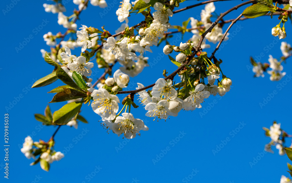 Buds and white blossoming cherry flowers on small branches. Blooming orchard Buds and white blossoming cherry flowers on small branches. Blooming orchard