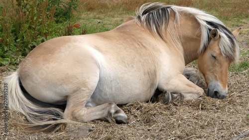 Light brown horse lying down, sleeping