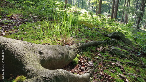 forest, green forest, tree roots, green grass