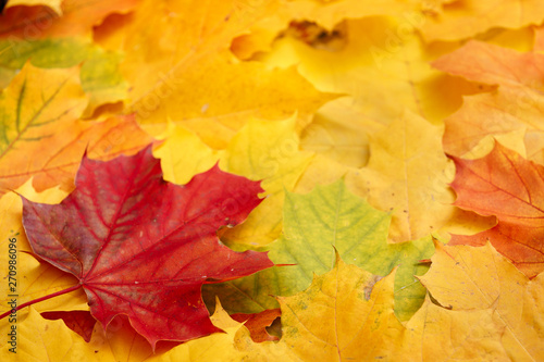 Bright multicolored maple leaves lying on the ground. Top view of the red  orange  yellow and green leaves of the maple. Closeup. Bright colors of Autumn.