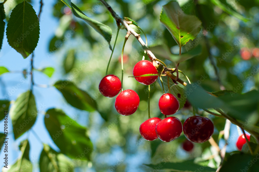 Obraz premium Juicy red cherries hanging on the branch.